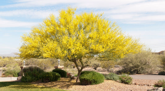 Desert Museum Palo Verde