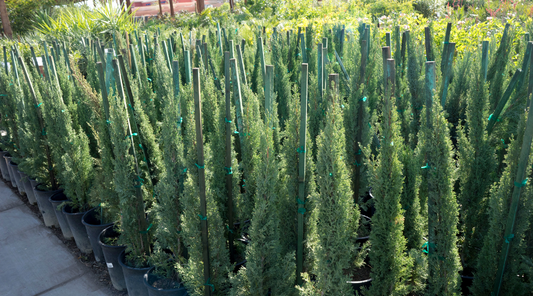 Cupressus sempervirens 'Tiny Tower' 