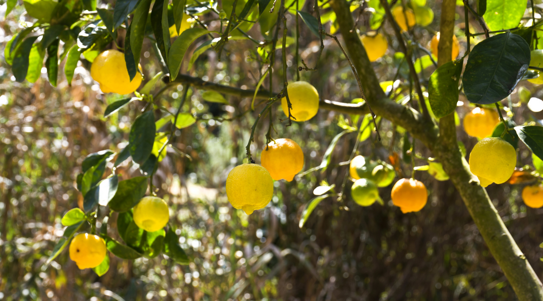 Different Types of Lemon Trees