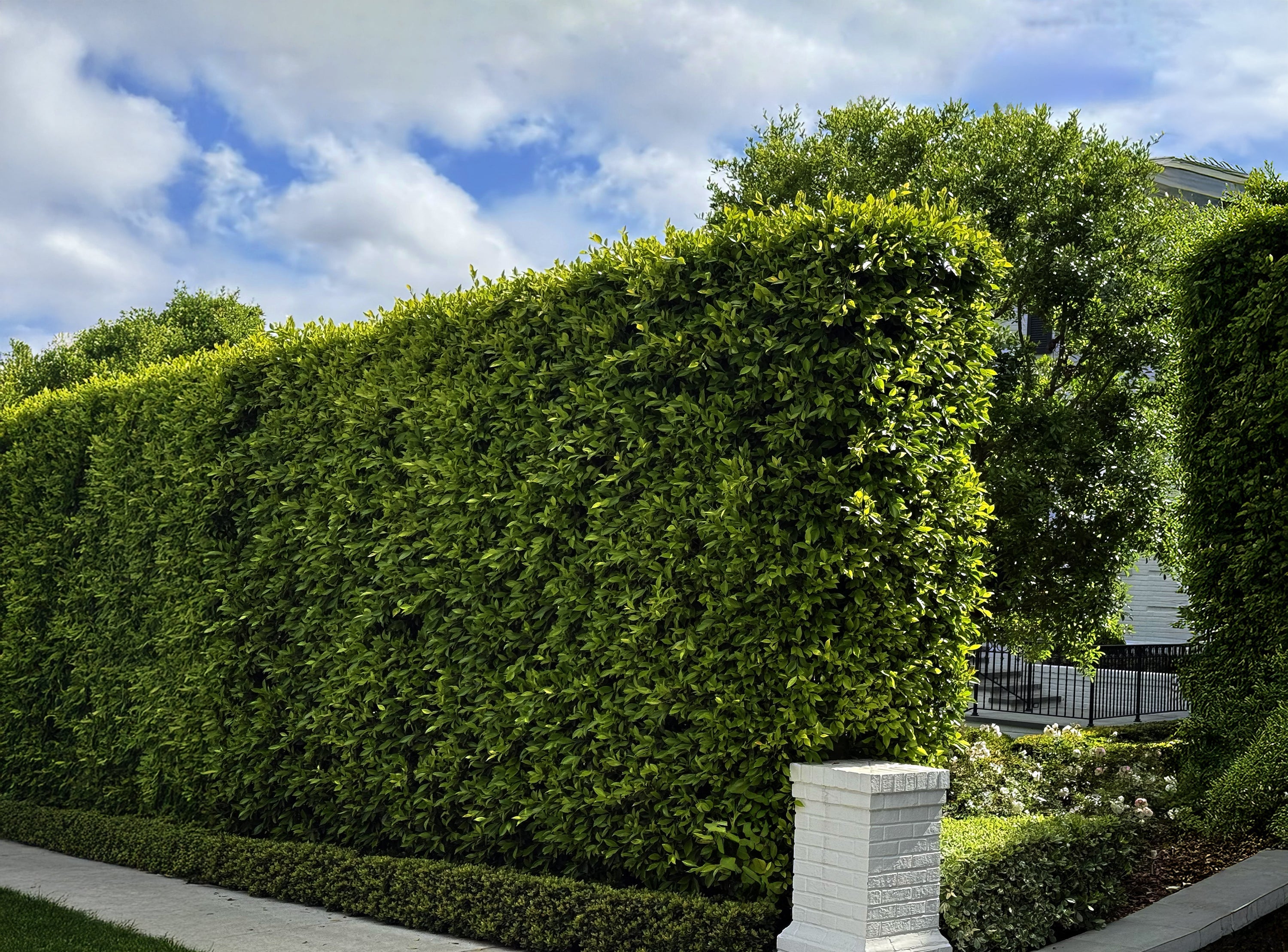 Hedge Column Why Homeowners Love Indian Laurel Columns | Plants Express