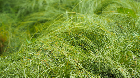 California field sedge groundcover