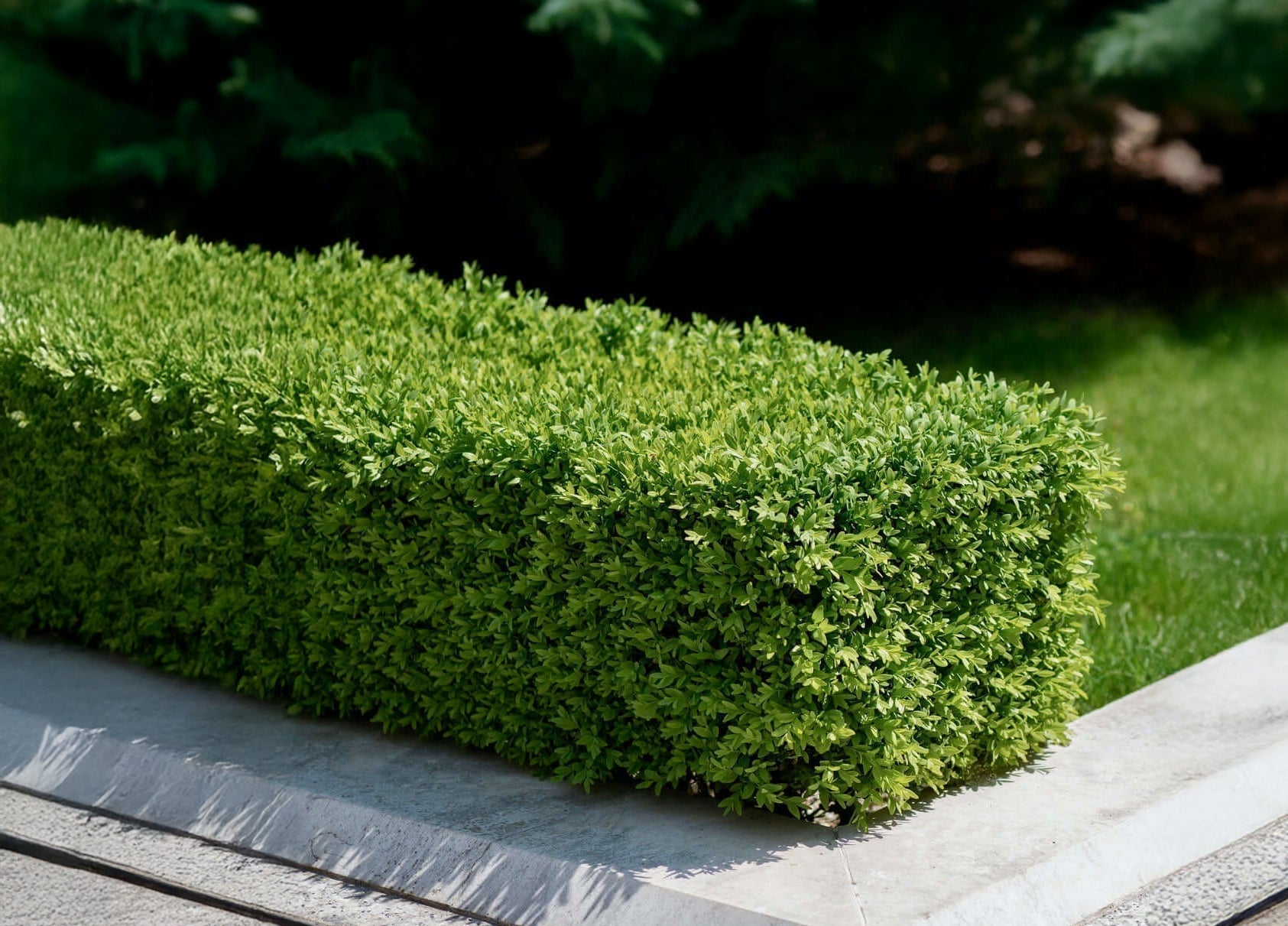 Green beauty boxwood shrub