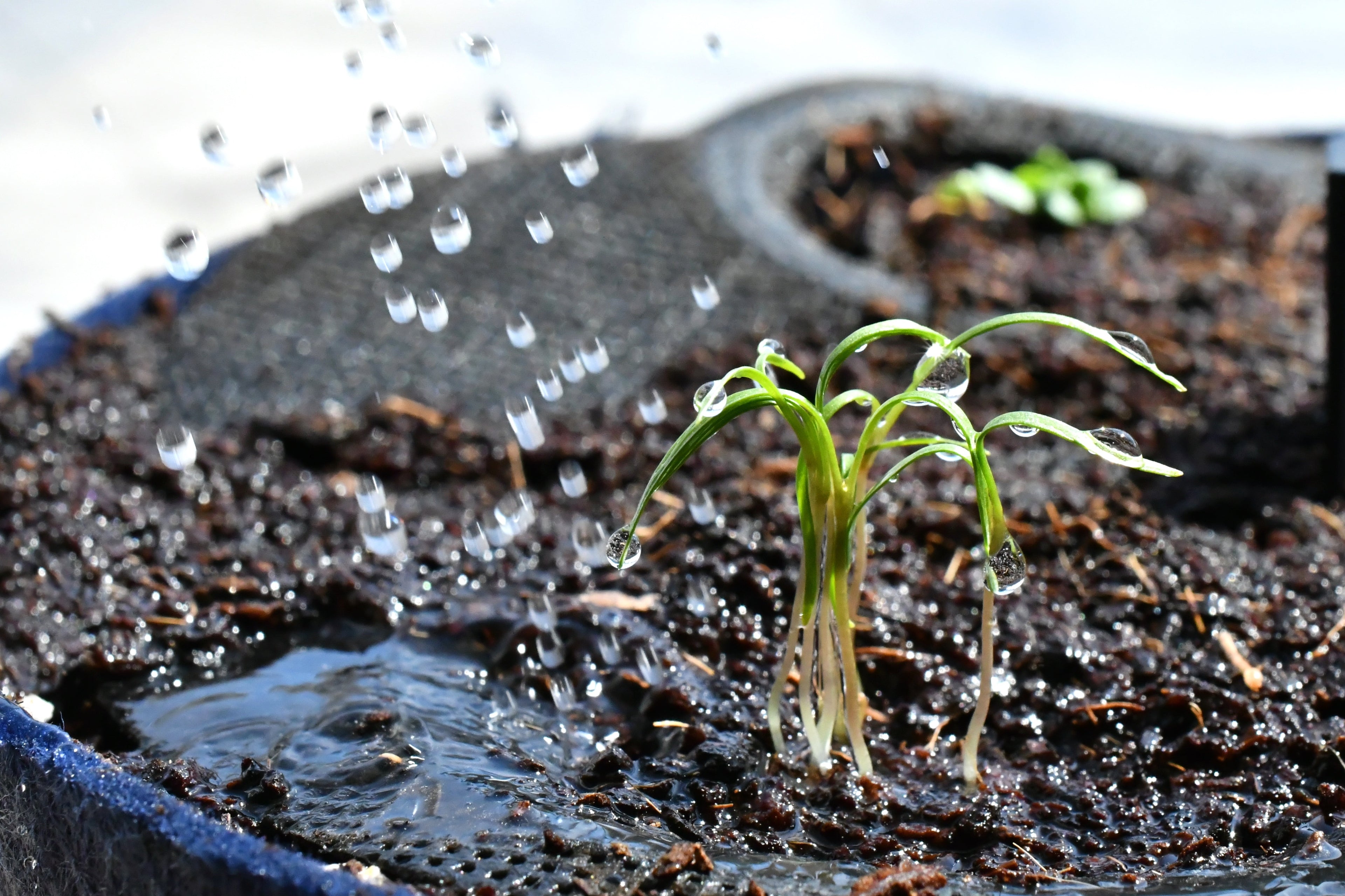 Waterwise Gardening in California: A Complete Guide to Drought-Tolerant Landscaping