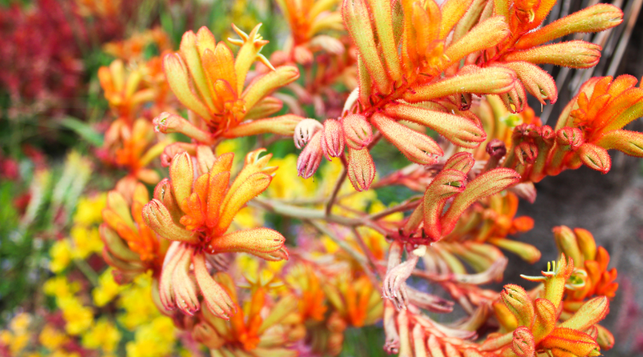 drought tolerant kangaroo paw