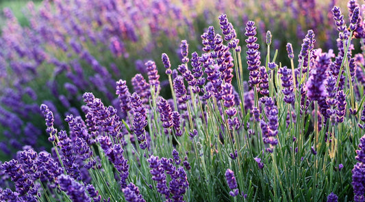 lavender plant 