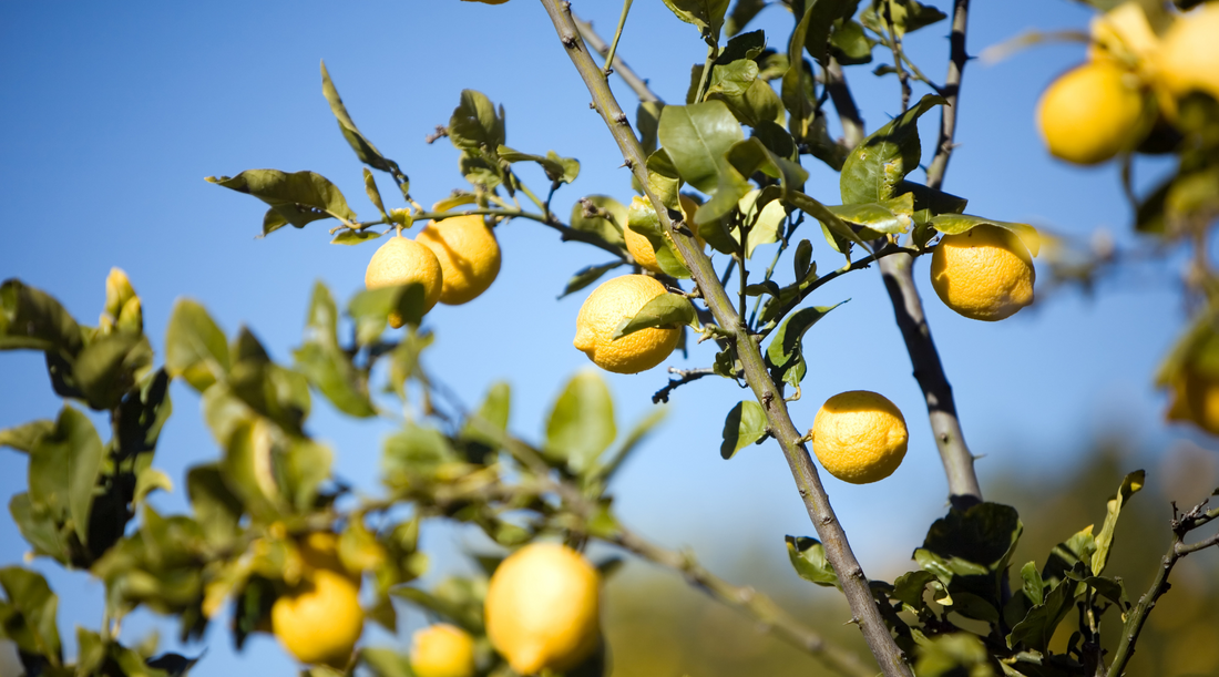 Lemon Tree Care