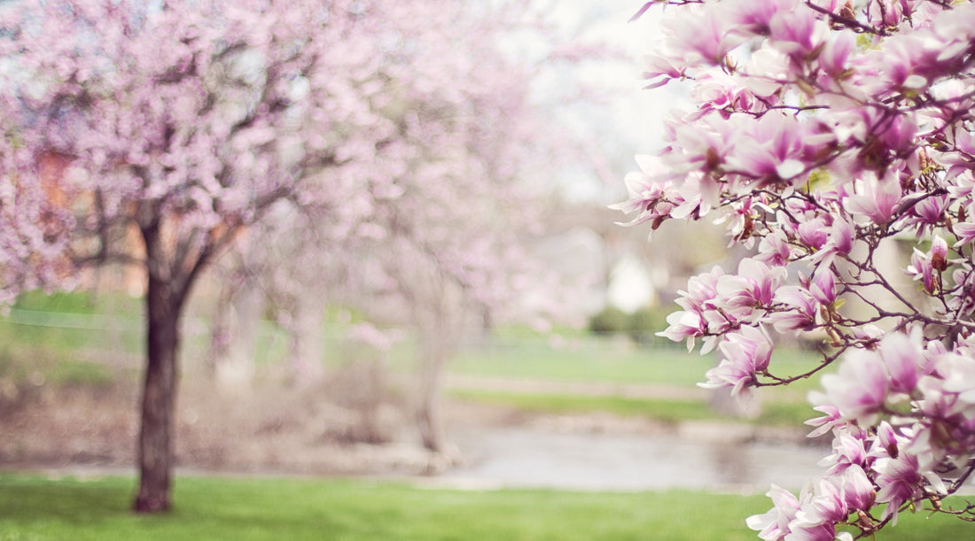 Magnolia trees