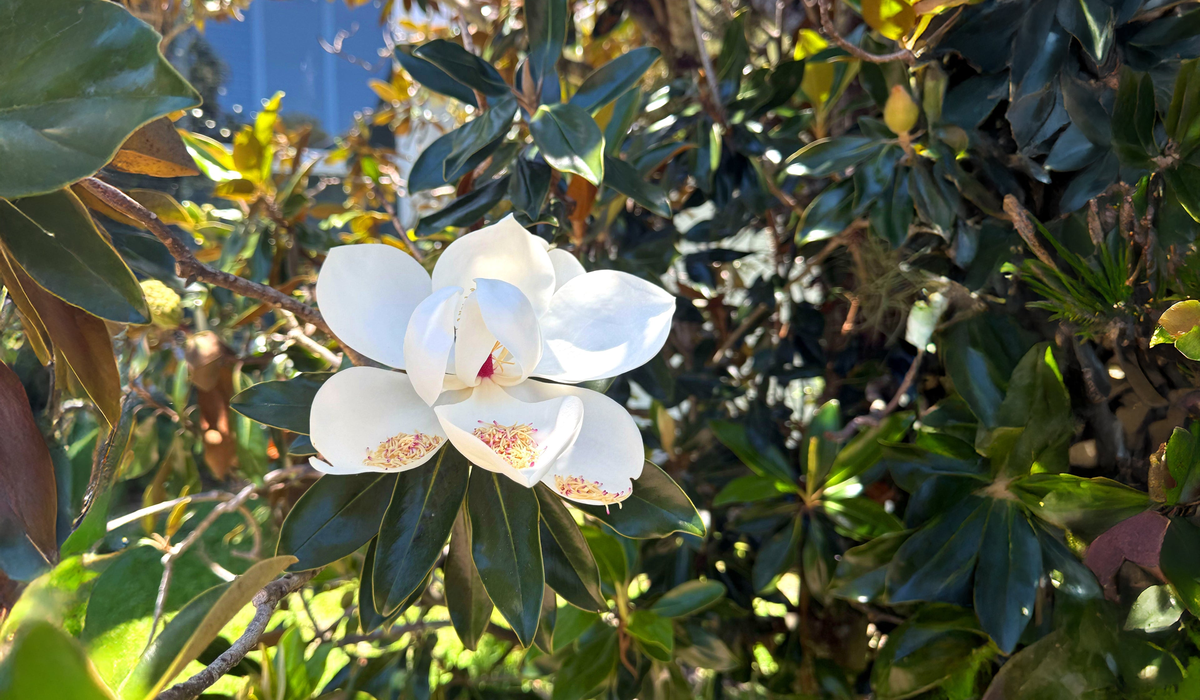 white magnolia flower on magnolia tree