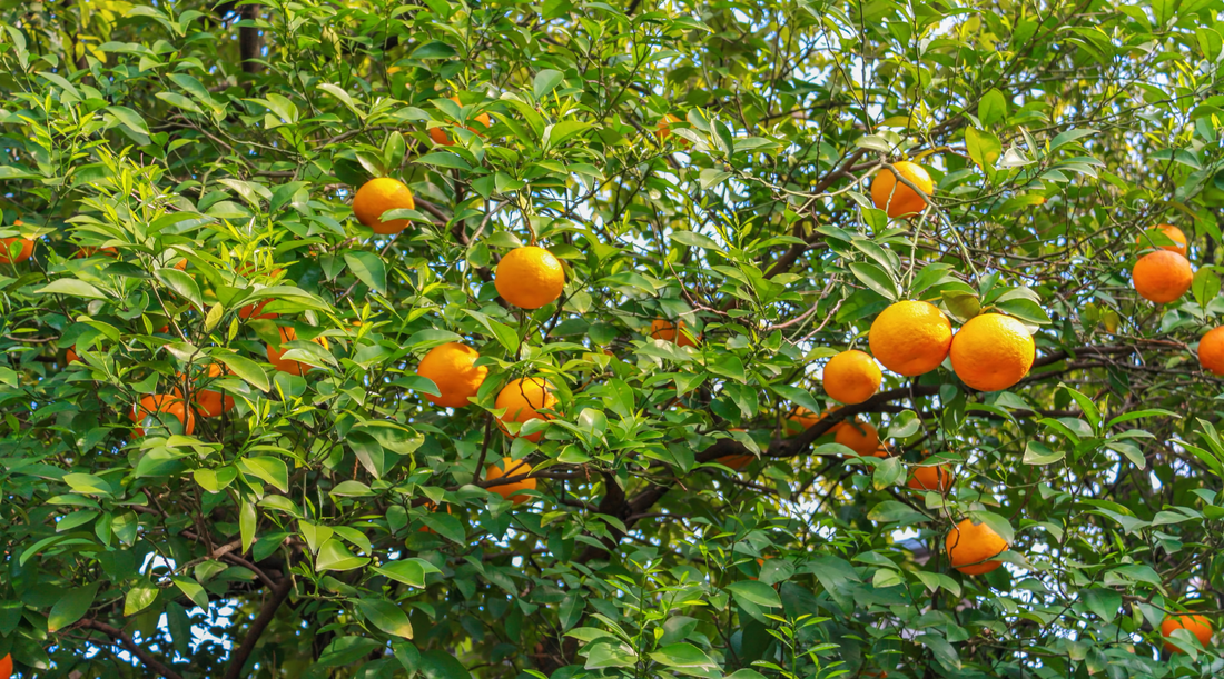 Mandarin vs Orange Trees