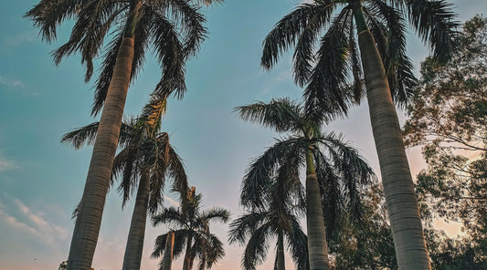 Palm trees 