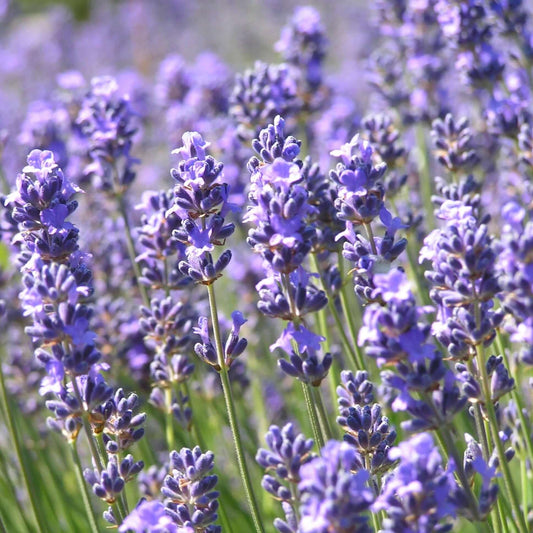 Lavenders for a Fragrant Garden