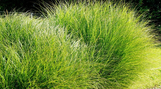 ornamental grasses 