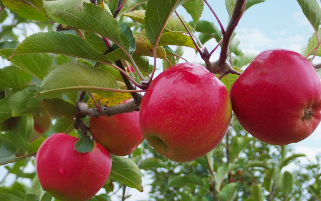 Fall Fruit Trees: The Best Varieties for a Delicious Harvest