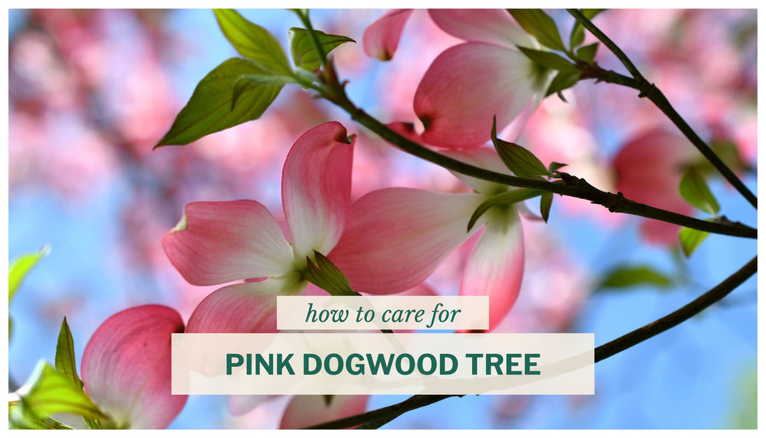 pink dogwood tree blooms flowers