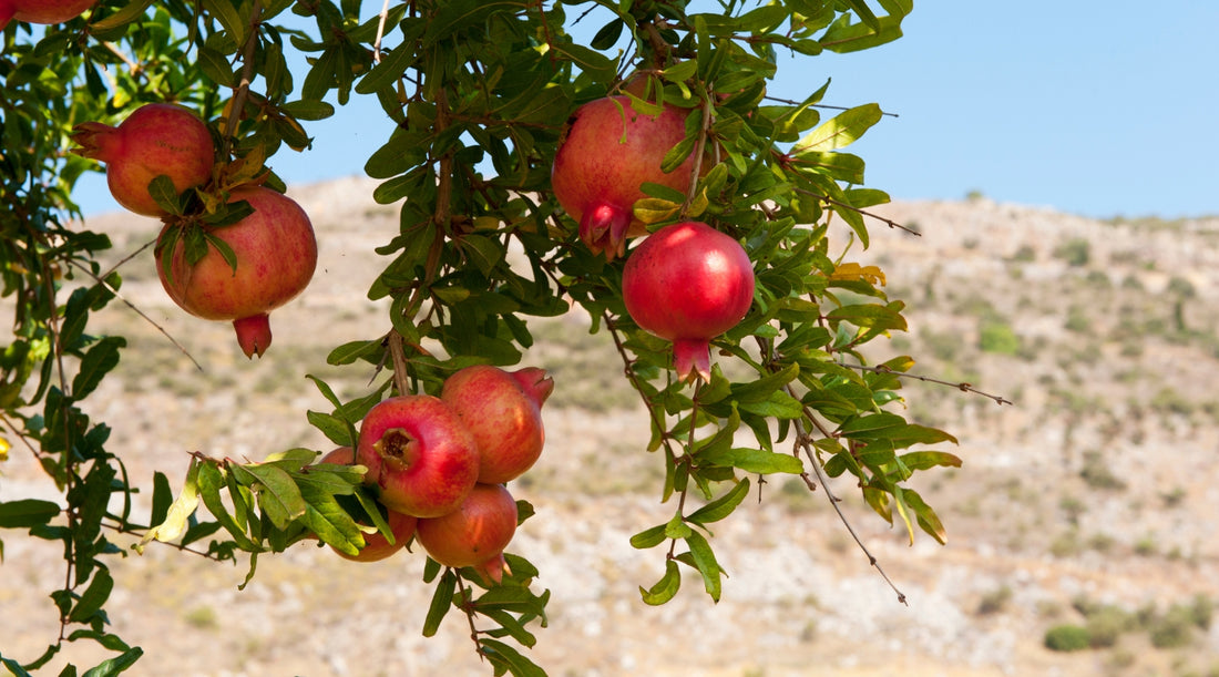 Pomegranate tree