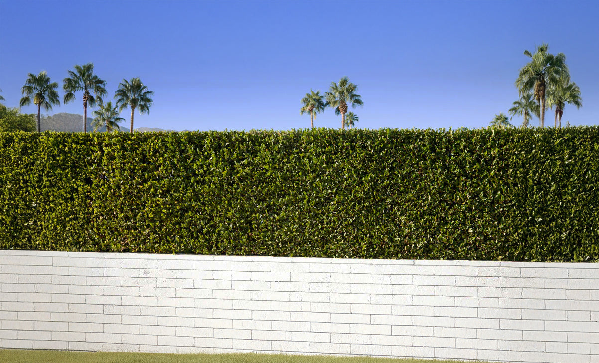 Best Privacy Hedges for Southern California