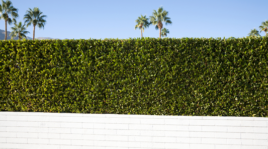 privacy hedge