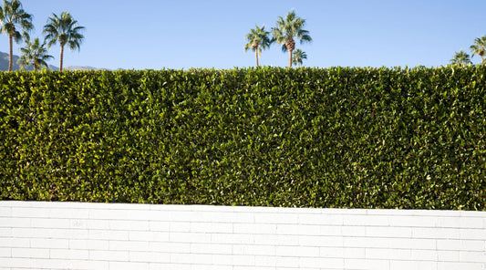 Top Privacy Hedges for Northern California: Choosing the Best Plants for Regional Seclusion