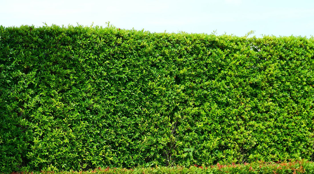 Best Privacy Hedges for Southern California