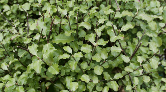 Pittosporum Silver Sheen 