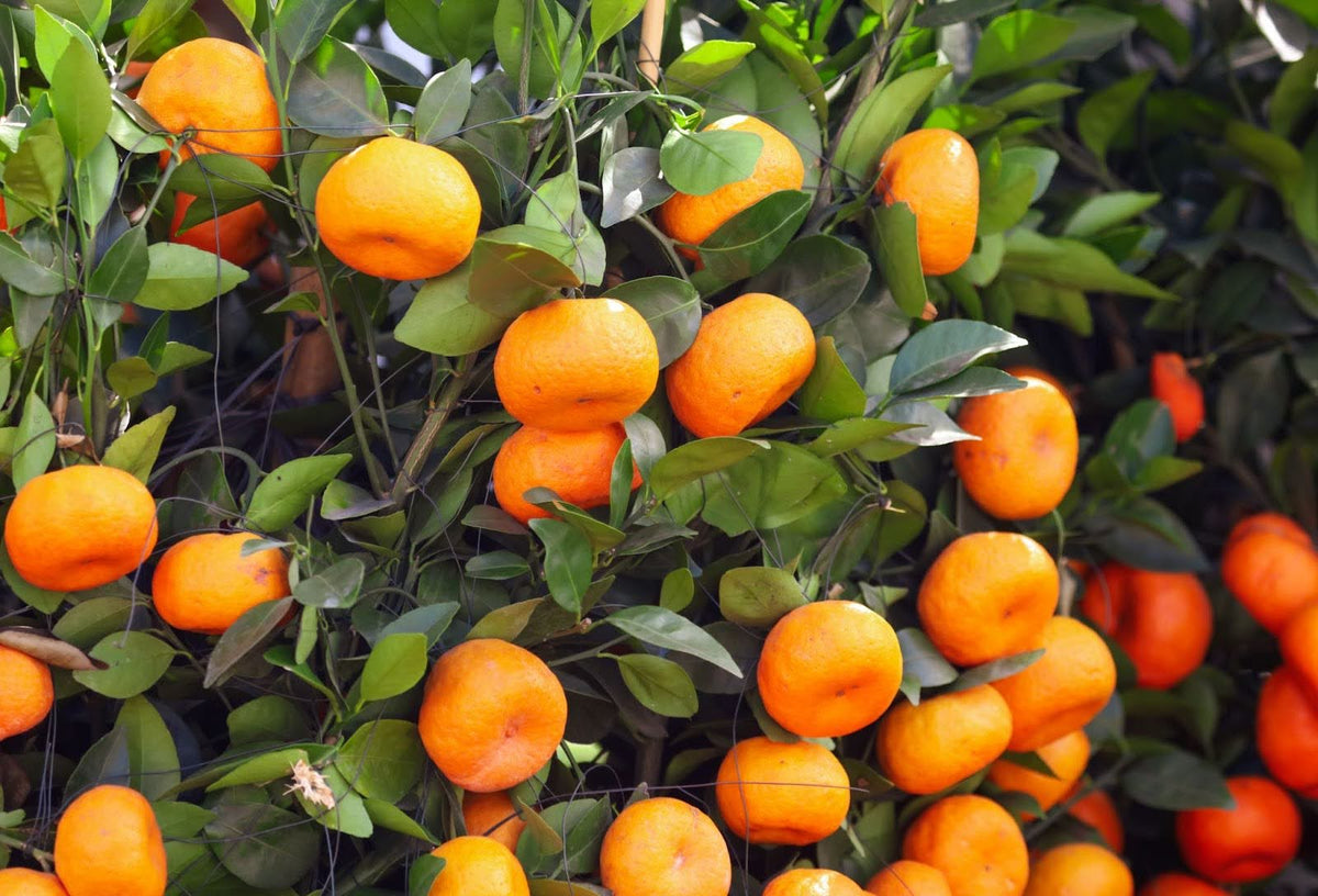 Tangelo Block Planting Tangelo Trees & Bushes | Plants Express