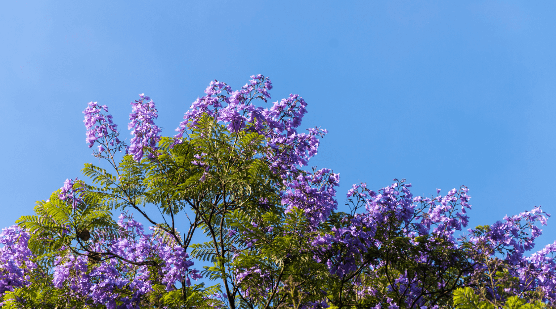 13 Top Drought Tolerant Plants California Offers