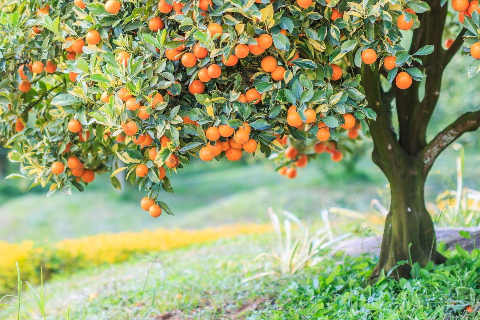 A Guide to Planting Citrus Plants & Trees | Plants Express