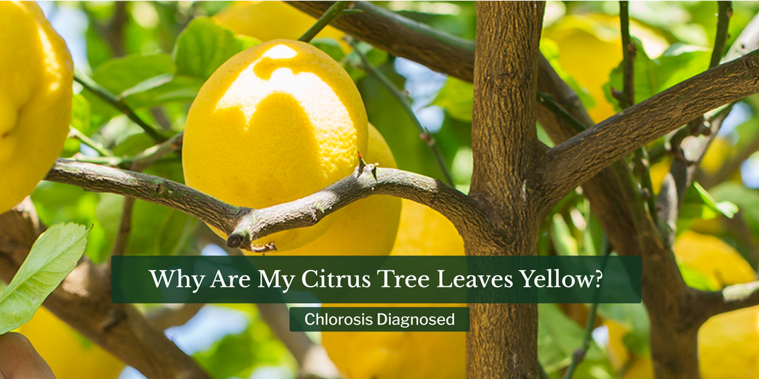 Why Are My Citrus Tree Leaves Yellow? Chlorosis Diagnosed