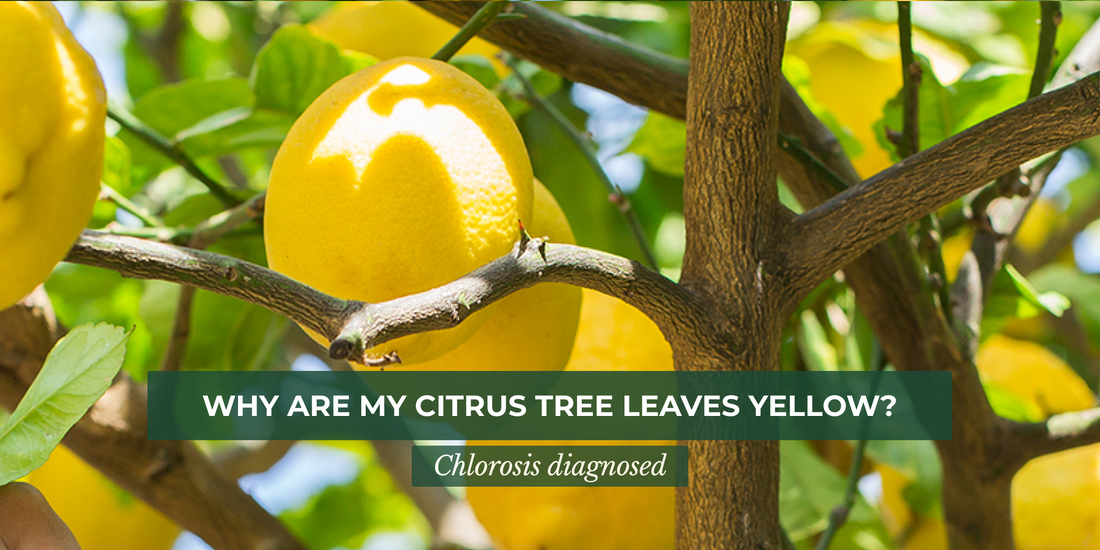 Why Are My Citrus Tree Leaves Yellow? Chlorosis Diagnosed