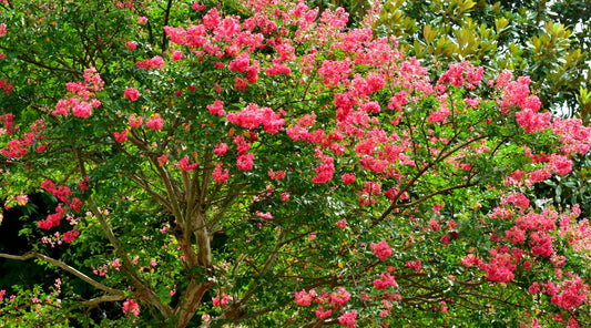 California crape myrtle