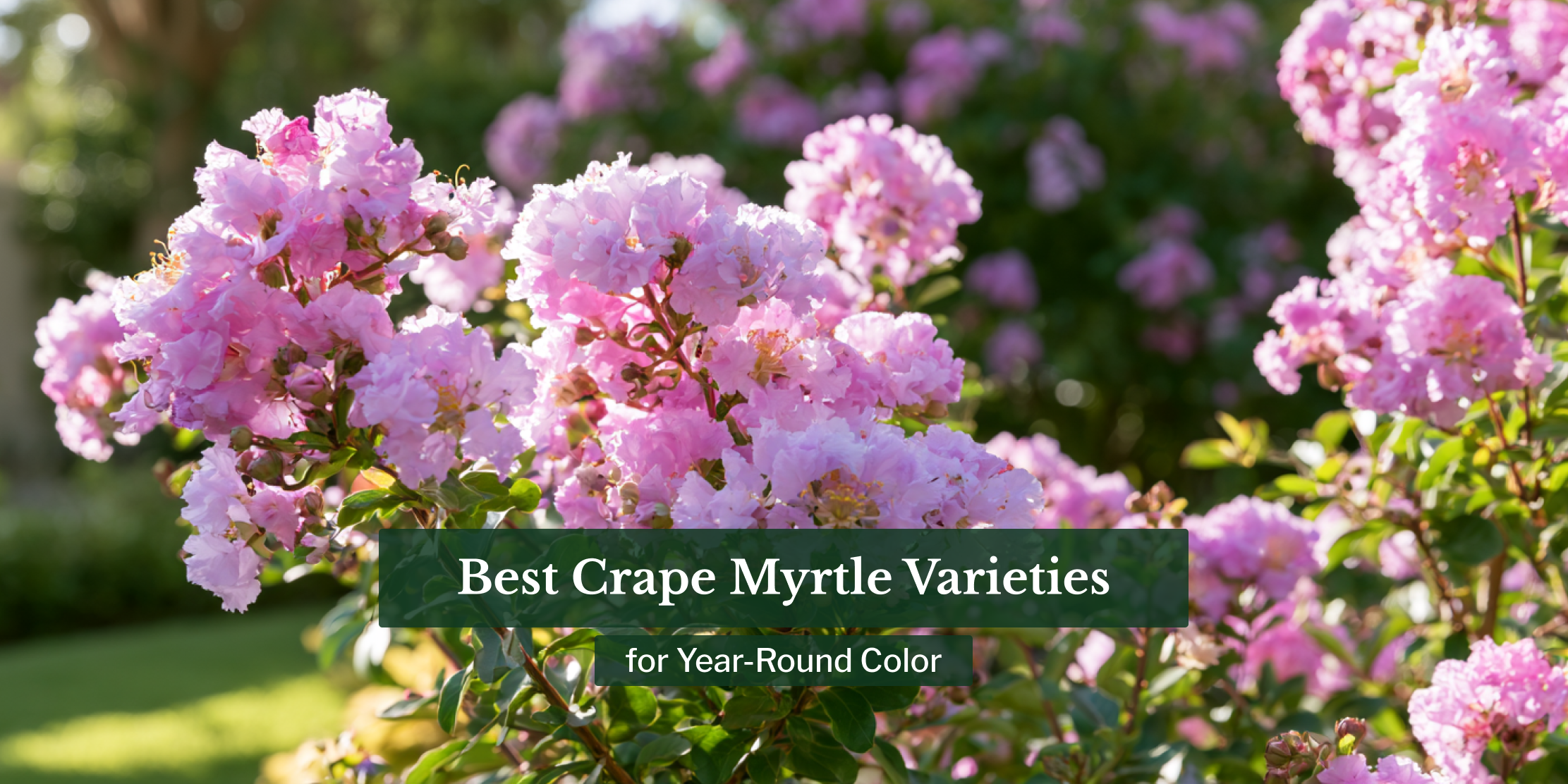 Best Crape Myrtle Varieties for Year-Round Color