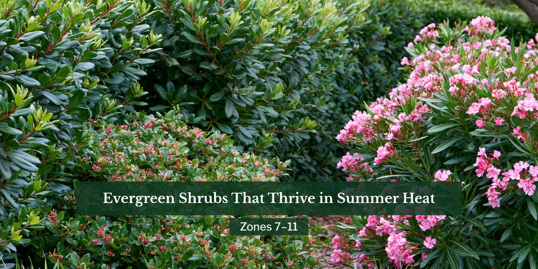 Evergreen Shrubs That Thrive in Summer Heat: Zones 7–11