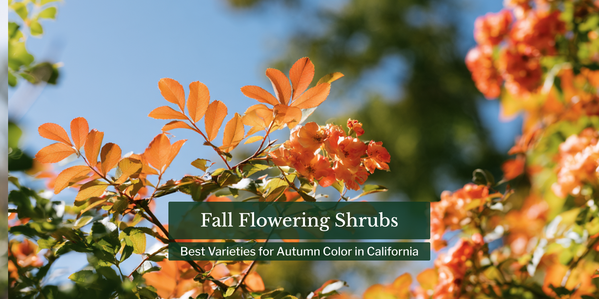 Fall Flowering Shrubs: Best Varieties for Autumn Color in California