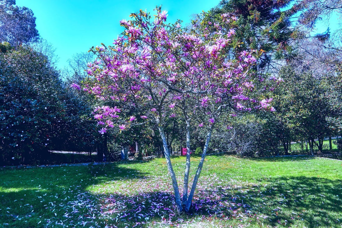 fast growing trees 