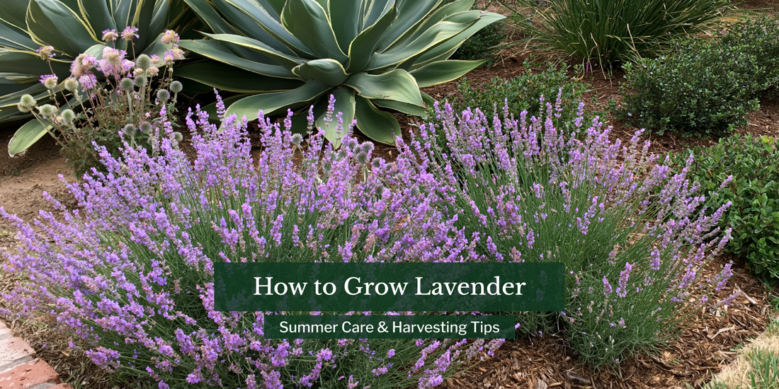 How to Grow Lavender: Summer Care & Harvesting Tips