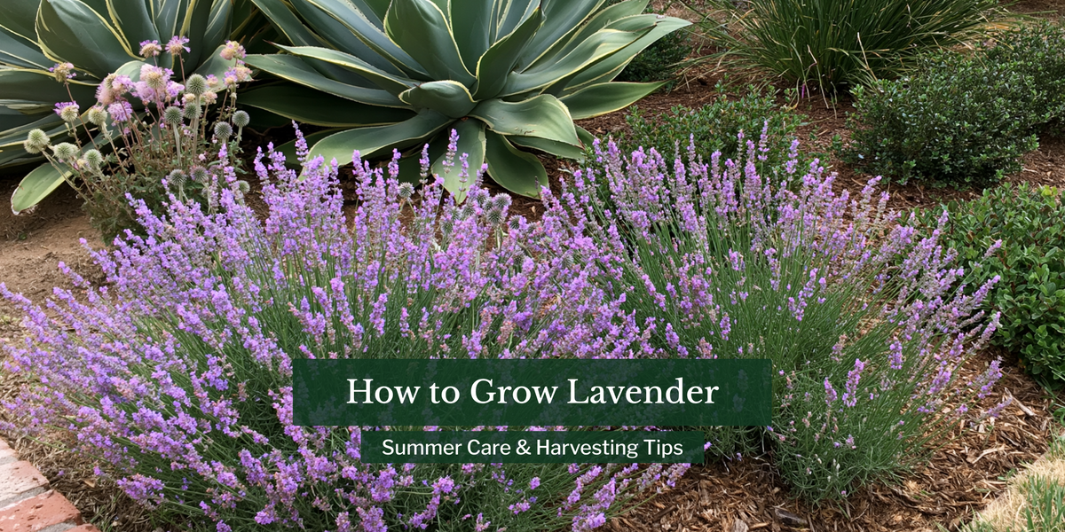 How to Grow Lavender: Summer Care & Harvesting Tips