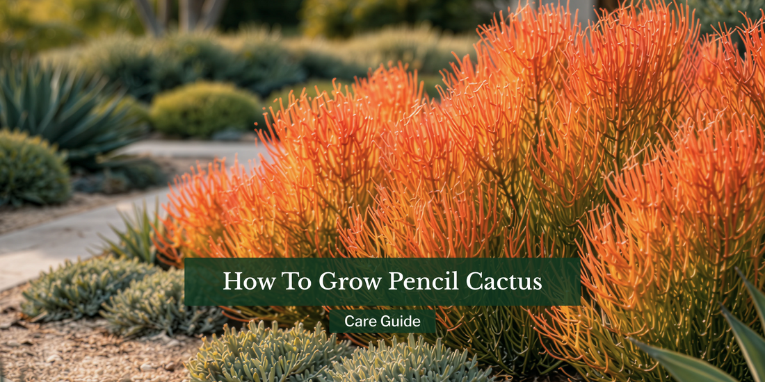 How to Grow Pencil Cactus: Complete Care Guide