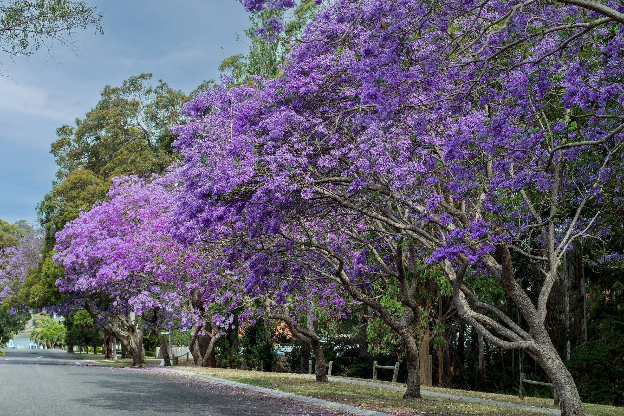 jacaranda tree in a full bloom