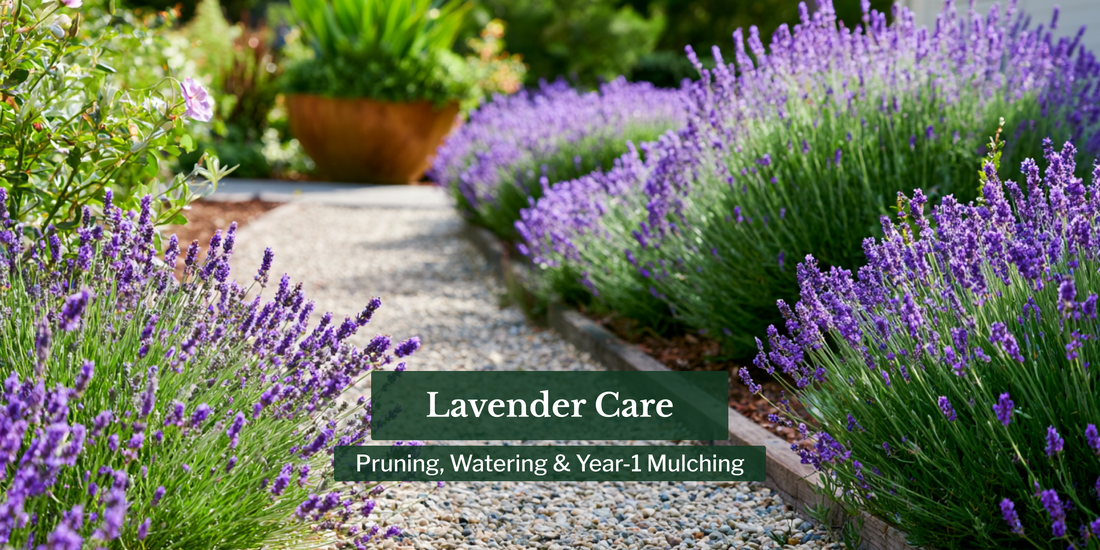 Lavender Care: Pruning, Watering & Year-1 Mulching
