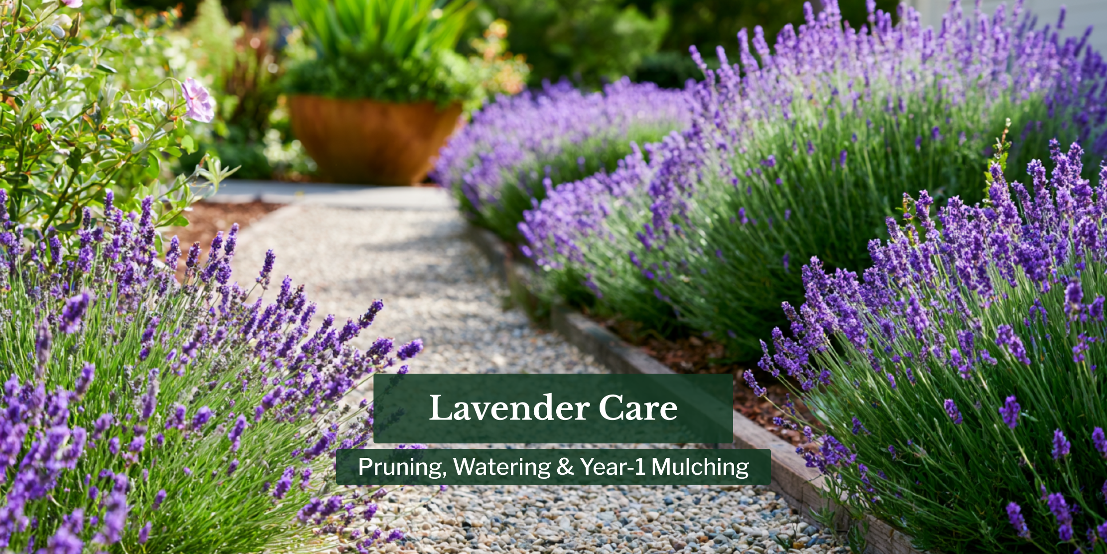 Lavender Care: Pruning, Watering & Year-1 Mulching