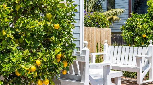 lemon tree in yard 