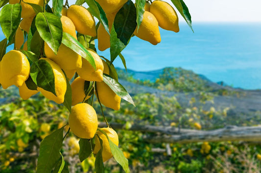 lemon tree at home 