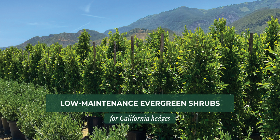 Low-Maintenance Evergreen Shrubs for California Hedges