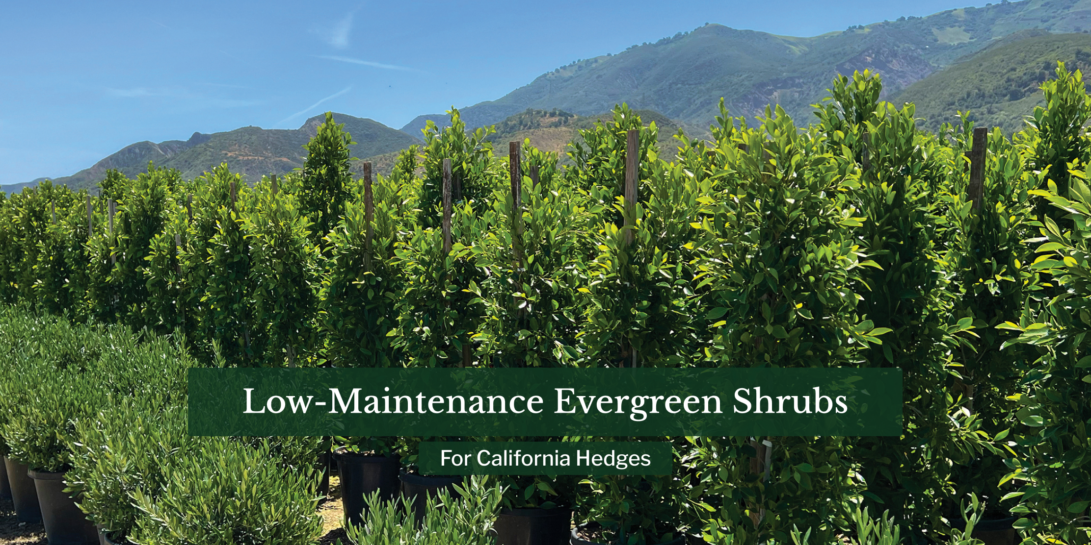 Low-Maintenance Evergreen Shrubs for California Hedges