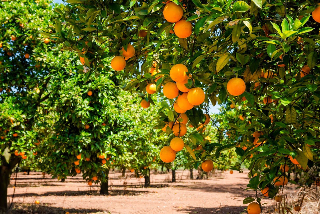 mandarin tree