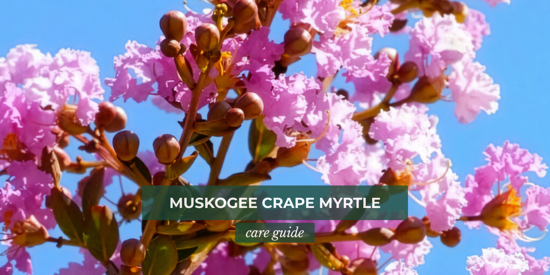 Muskogee Crape Myrtle Tree: Care Guide