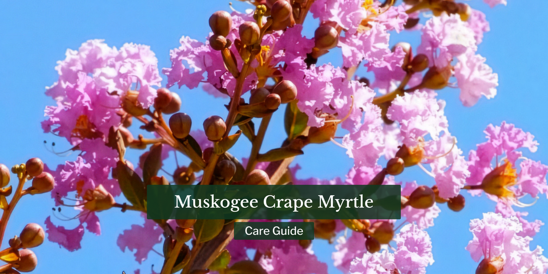 Muskogee Crape Myrtle Tree: Care Guide