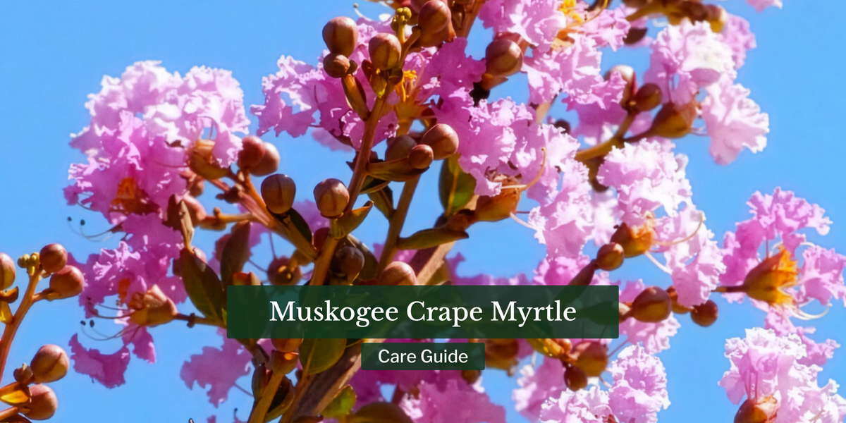 Muskogee Crape Myrtle Tree: Care Guide