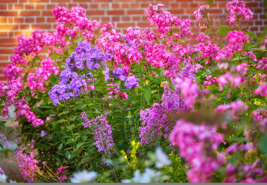 garden of colorful flowers