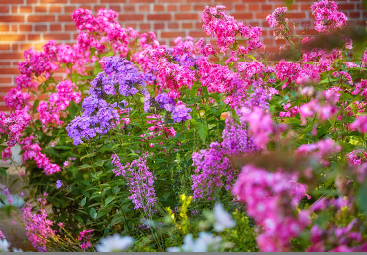 Summer Color: Best Flowering Shrubs & Perennials for Your California Garden